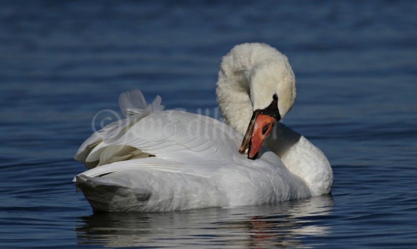 Preening