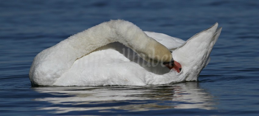 More preening