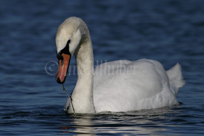 They eat underwater vegetation in shallow water