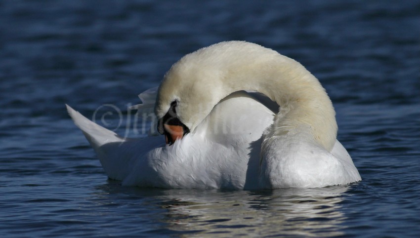 Preening