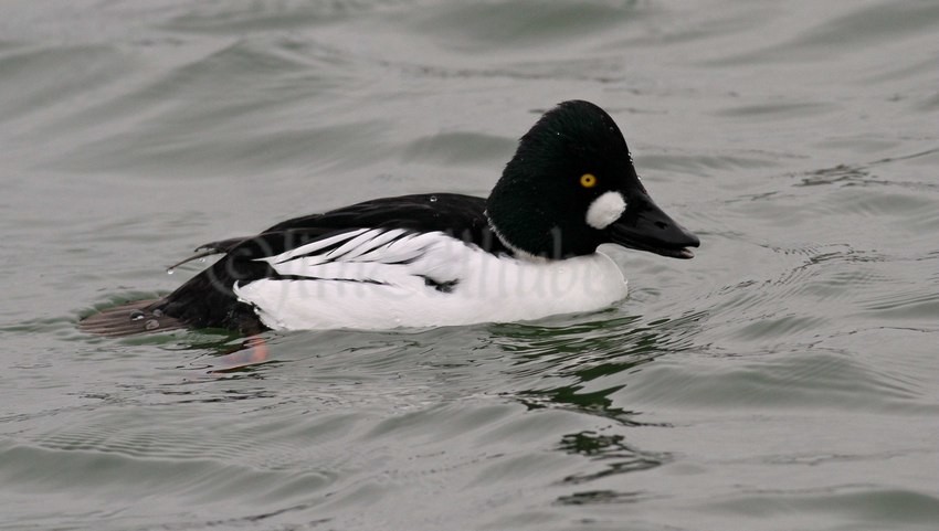 Common Goldeneye, male