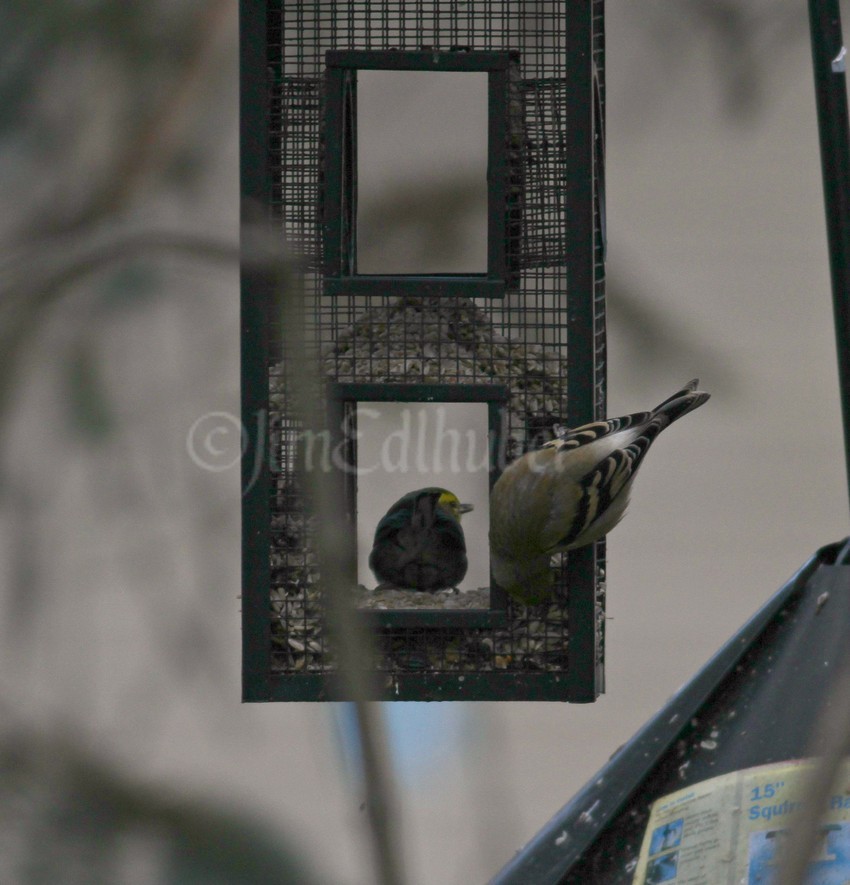 Townsend's Warbler inside the feeder looking out to the right