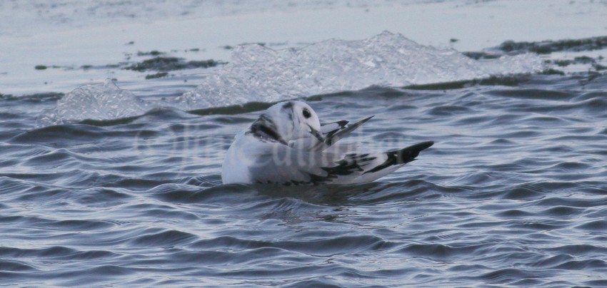 Preening