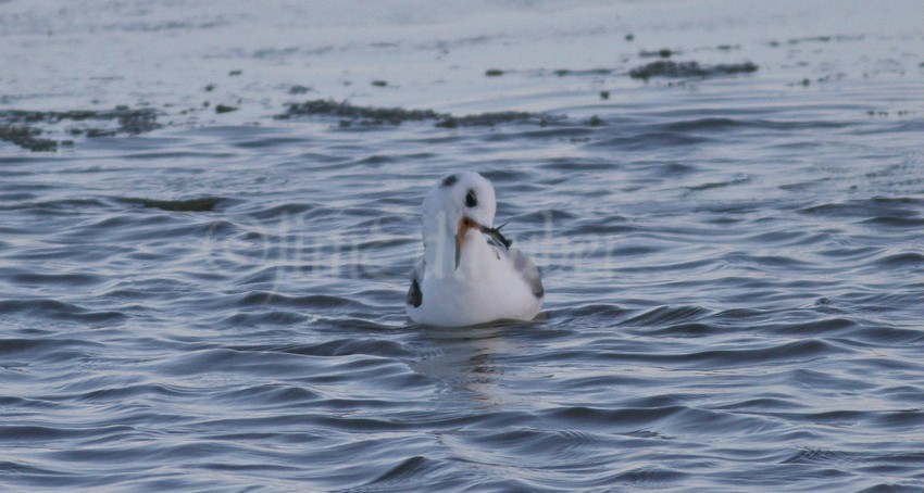 Preening