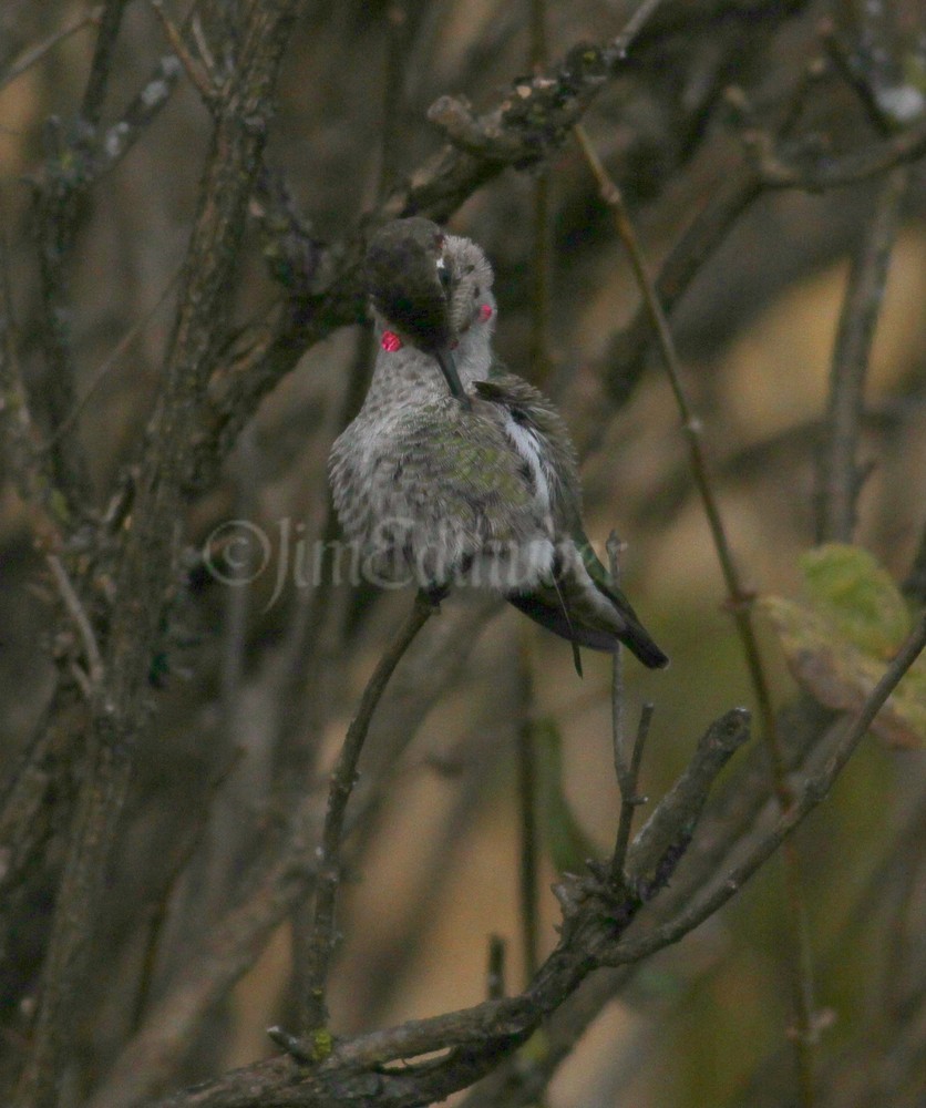 Preening