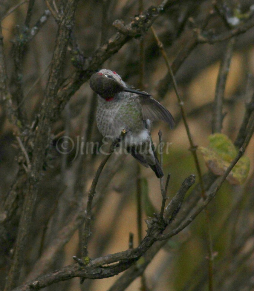 Preening