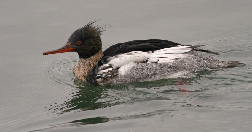 Red-breasted Merganser, male