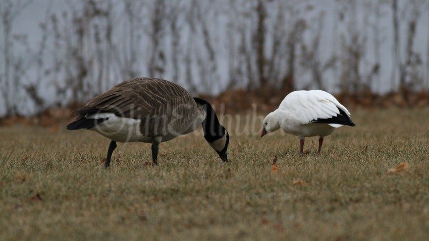 Grazing together