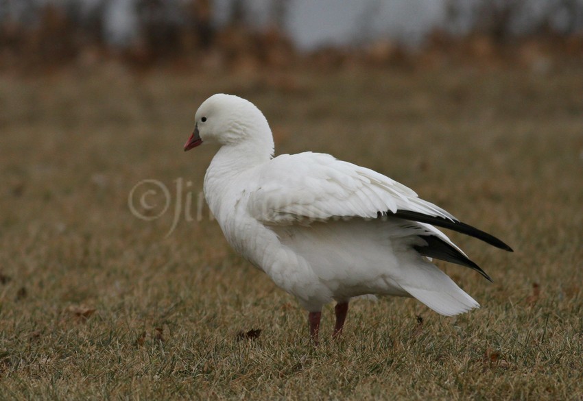 A little fluffed up