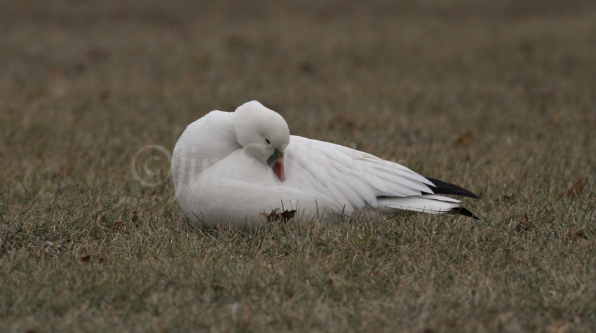 Preening