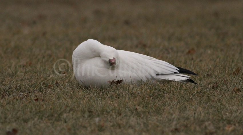 Preening