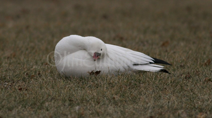 Preening