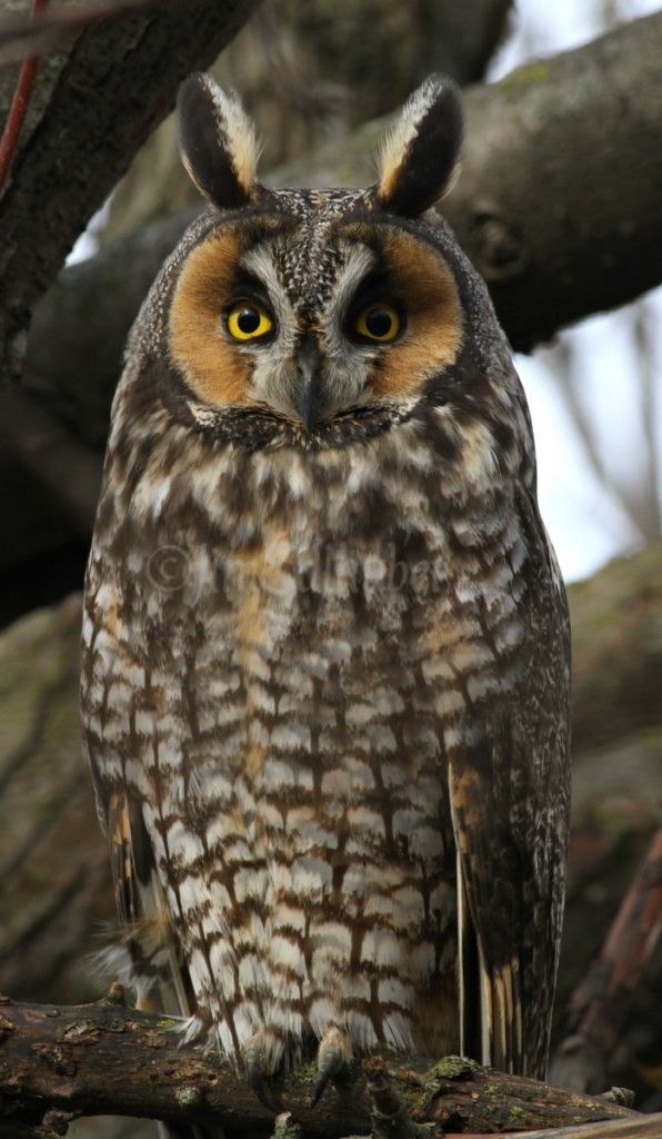 Long-eared Owl