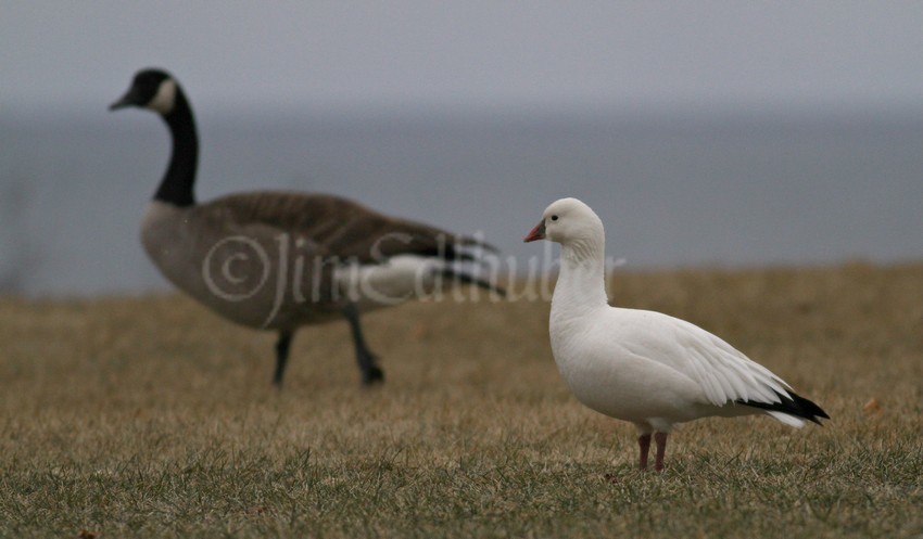 With a Canada Goose in the background