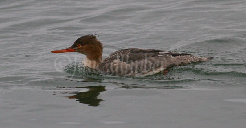 Red-breasted Merganser, female