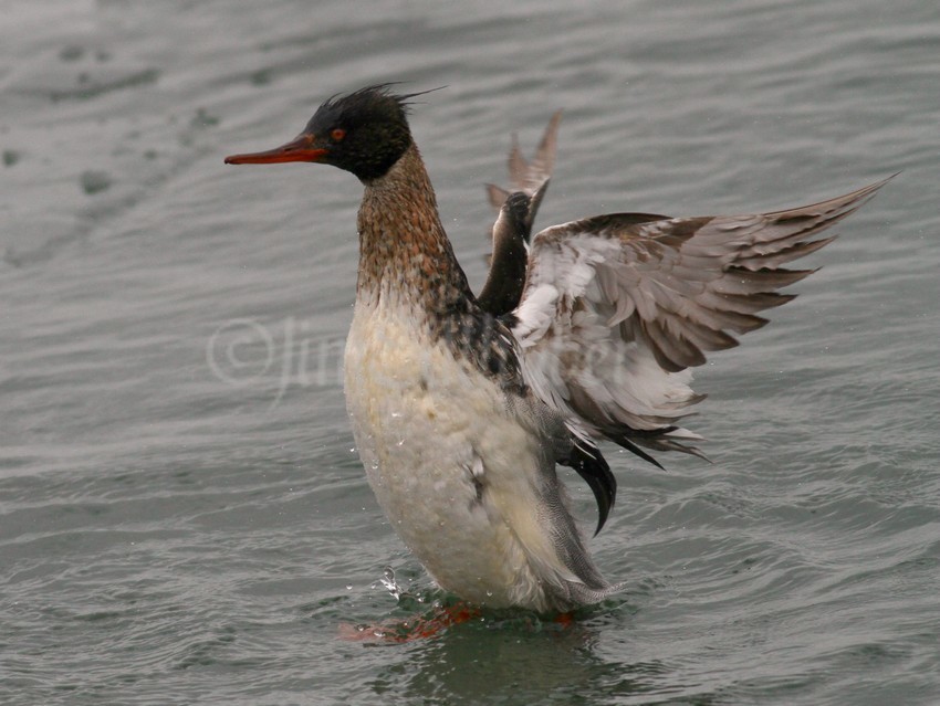 Red-breasted Merganser, male, partial stretch