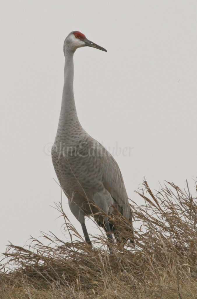 Sandhill Crane