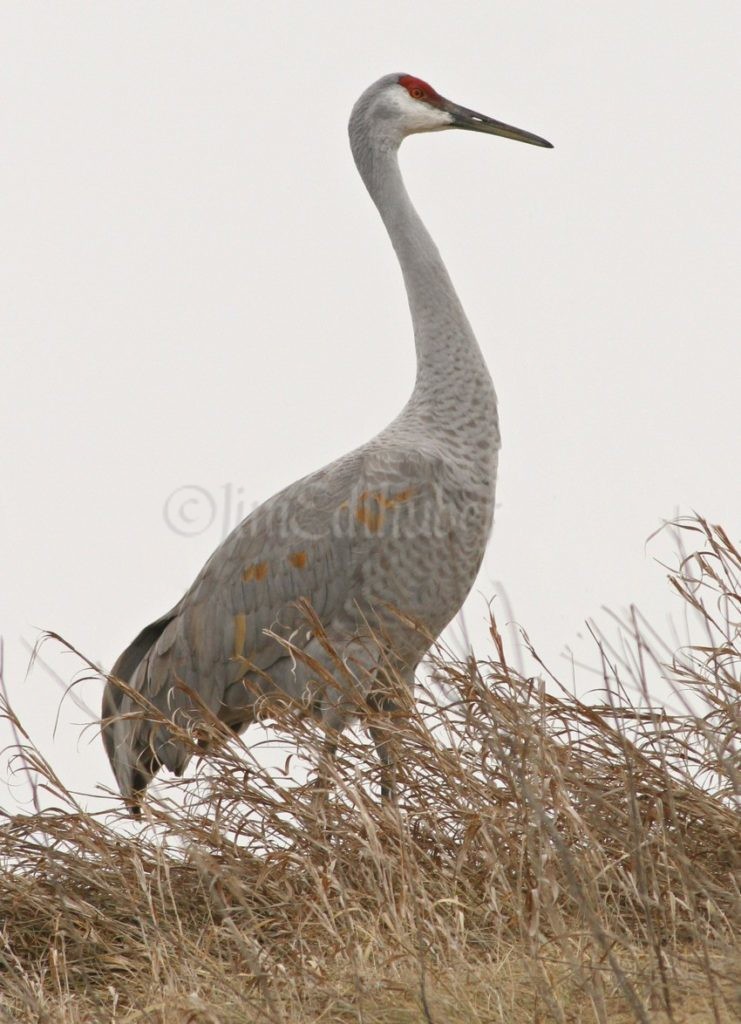 Sandhill Crane