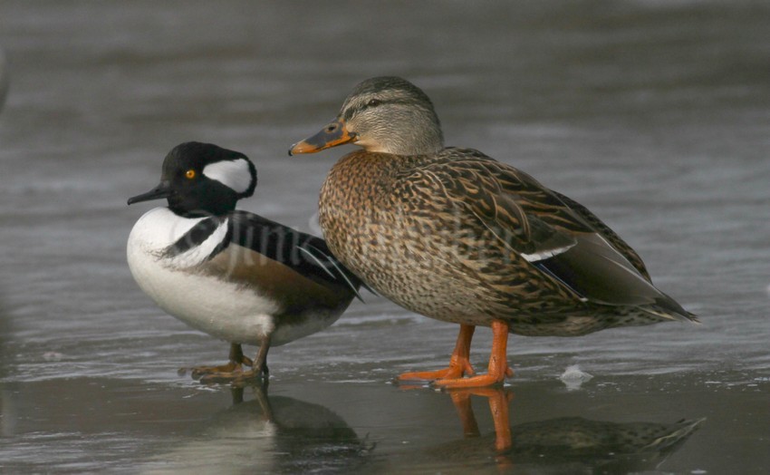 Best friends! The Hooded Merganser follows the Mallard, female all day. The little Hooded is always at her side..:) 