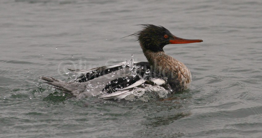 Red-breasted Merganser, male, shaking off!