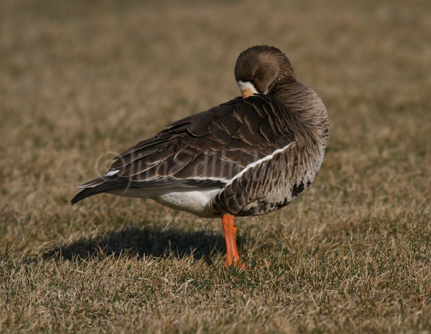 Preening