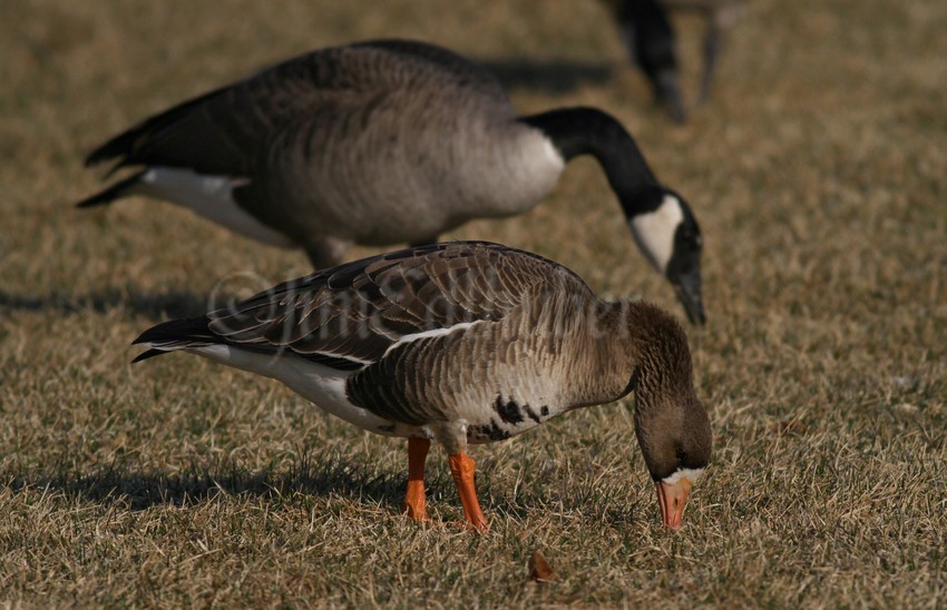 With a Canada Goose