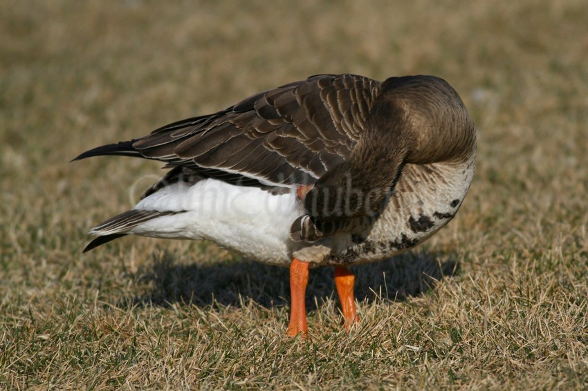 Preening