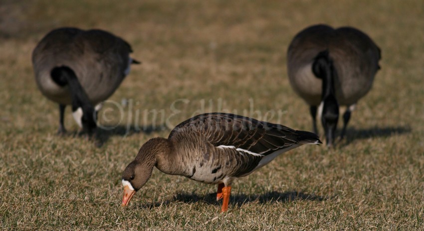 Grazing with some Canada Geese