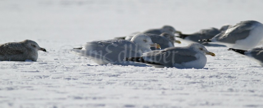 Glaucous Gull, adult loafing