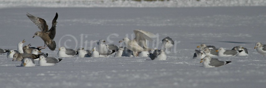 Glaucous Gull, 1st cycle