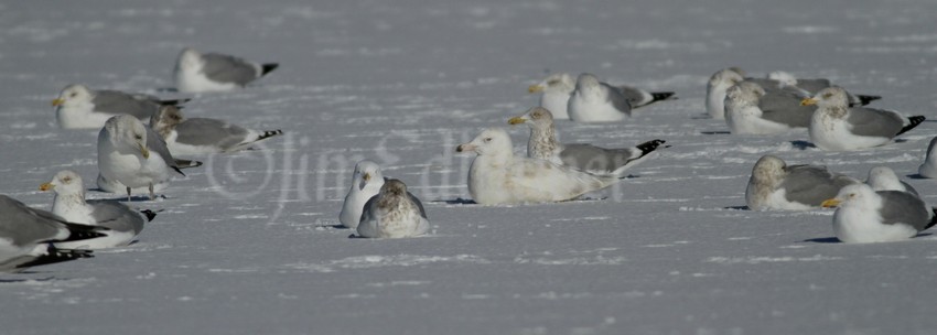 Glaucous Gull, 1st cycle loafing