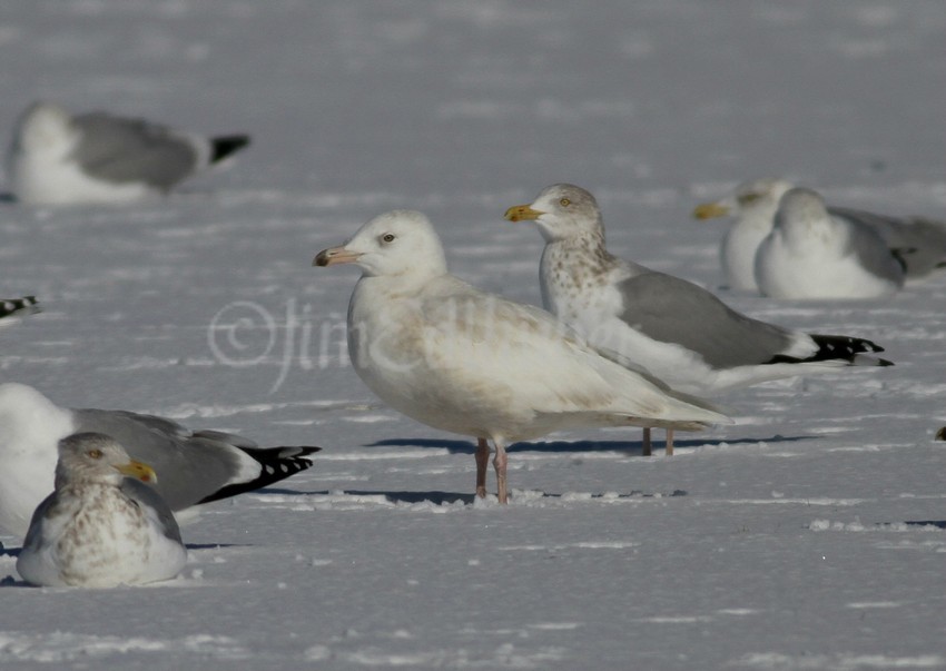 Glaucous Gull, 1st cycle