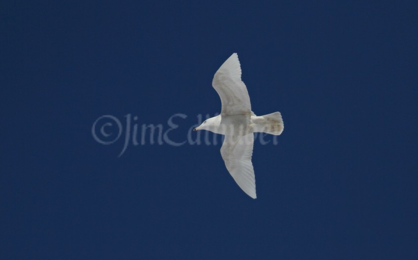 Glaucous Gull, 1st cycle