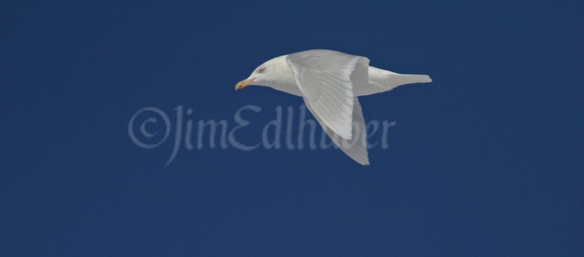 Glaucous Gull, adult