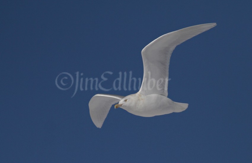 Glaucous Gull, adult