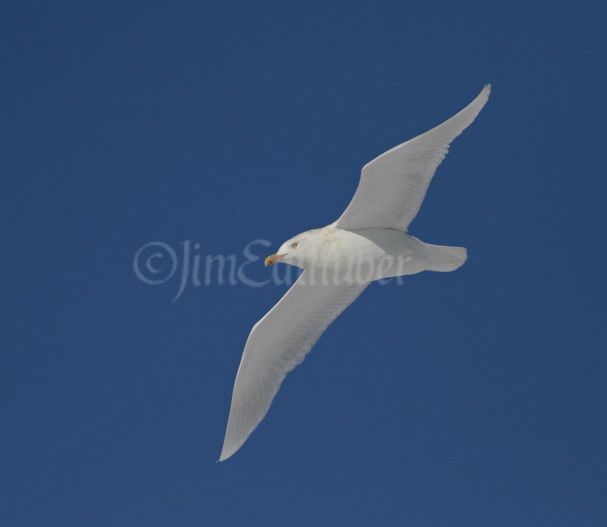 Glaucous Gull, adult