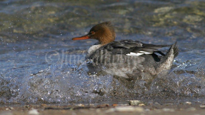 Into the water...