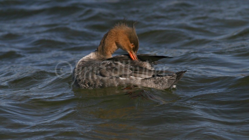 Preening