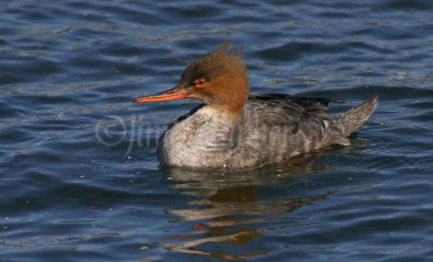 Red-breasted Merganser, female