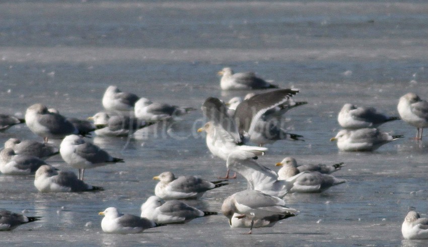 Slaty-backed Gull, with the wing up you can see the 'sting of pearls'