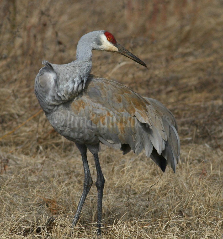 Painting and preening