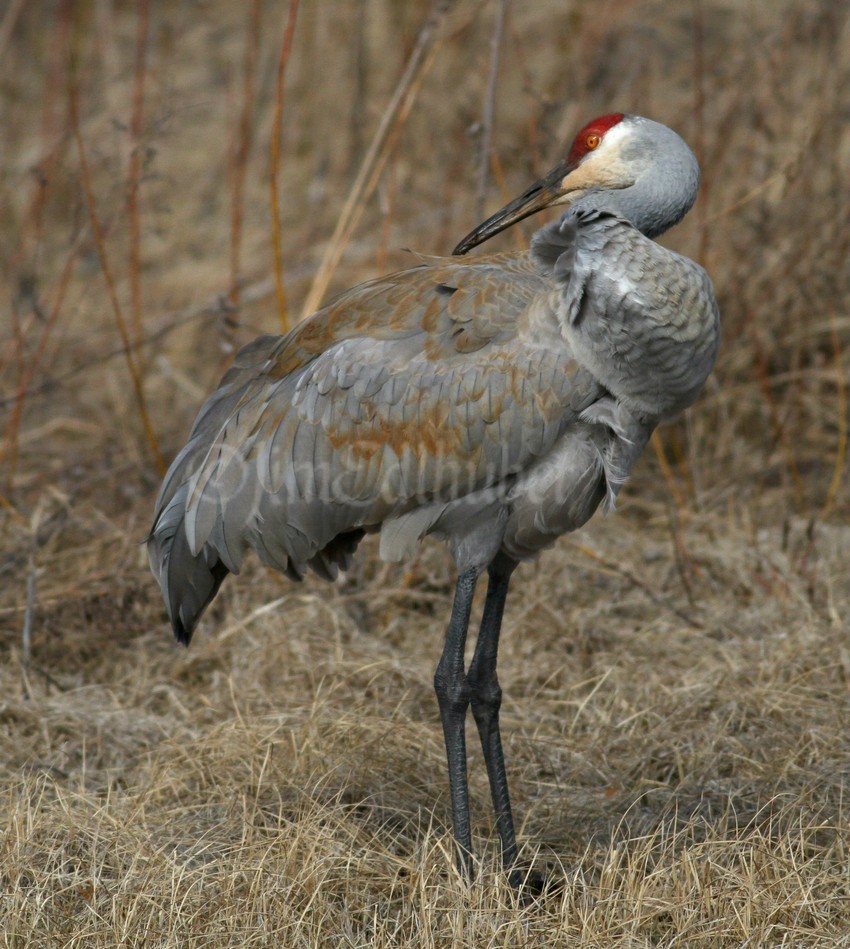 Painting and preening