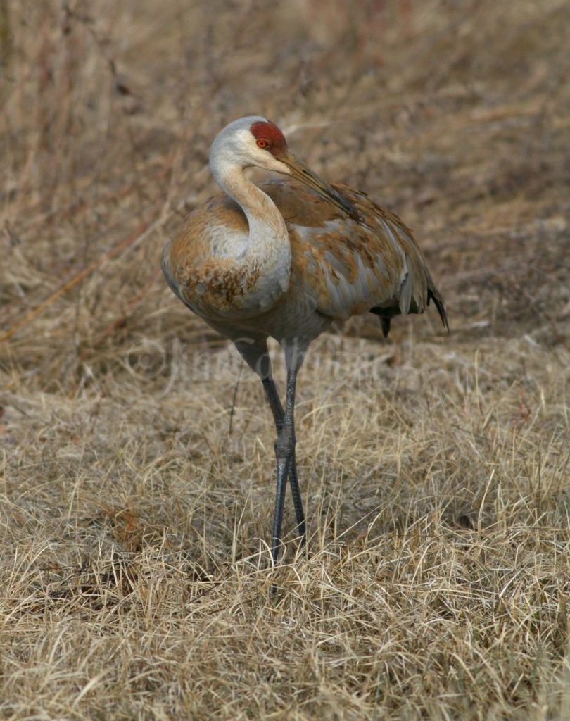 Painting and preening