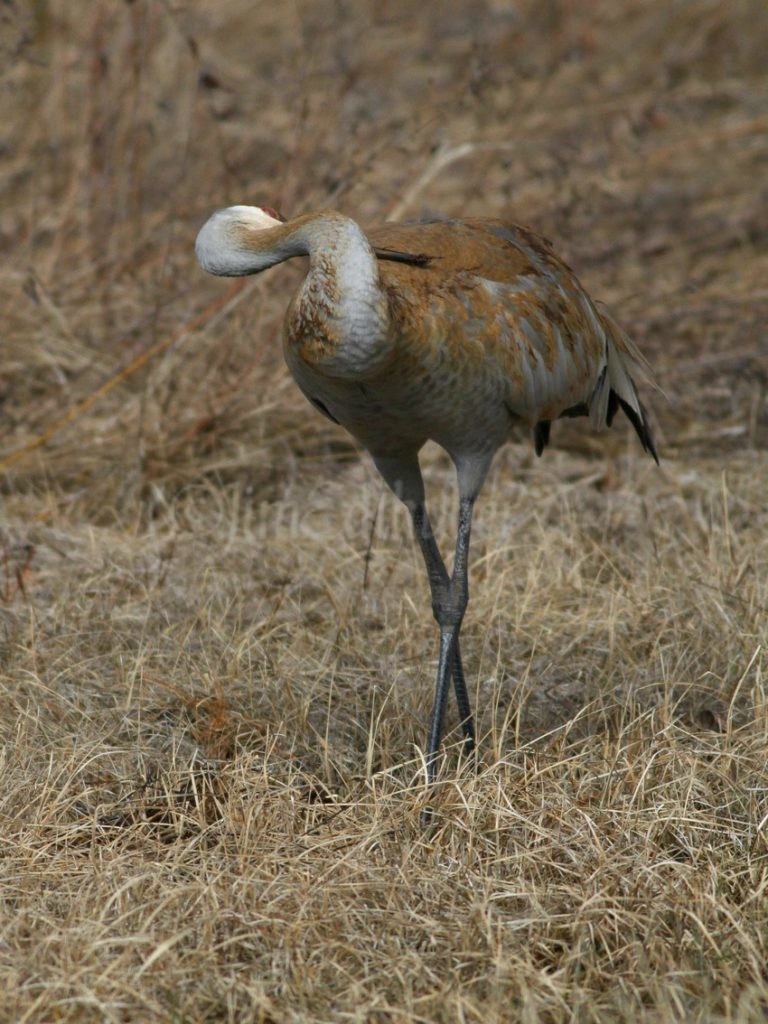 Painting and preening