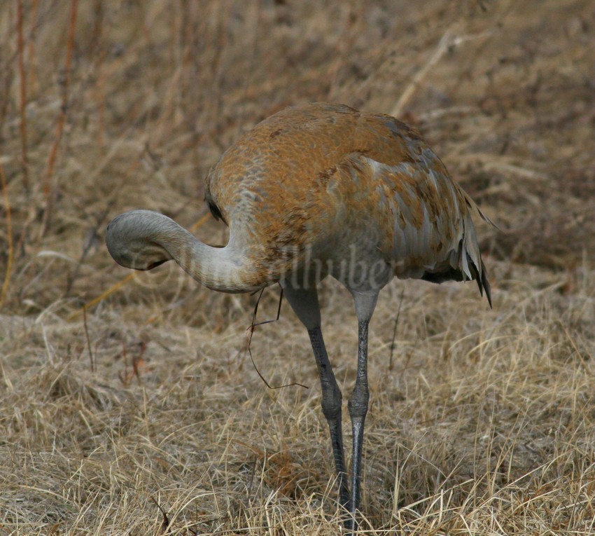 Painting and preening