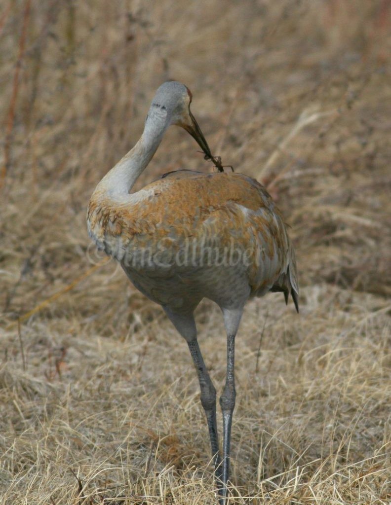 Painting and preening