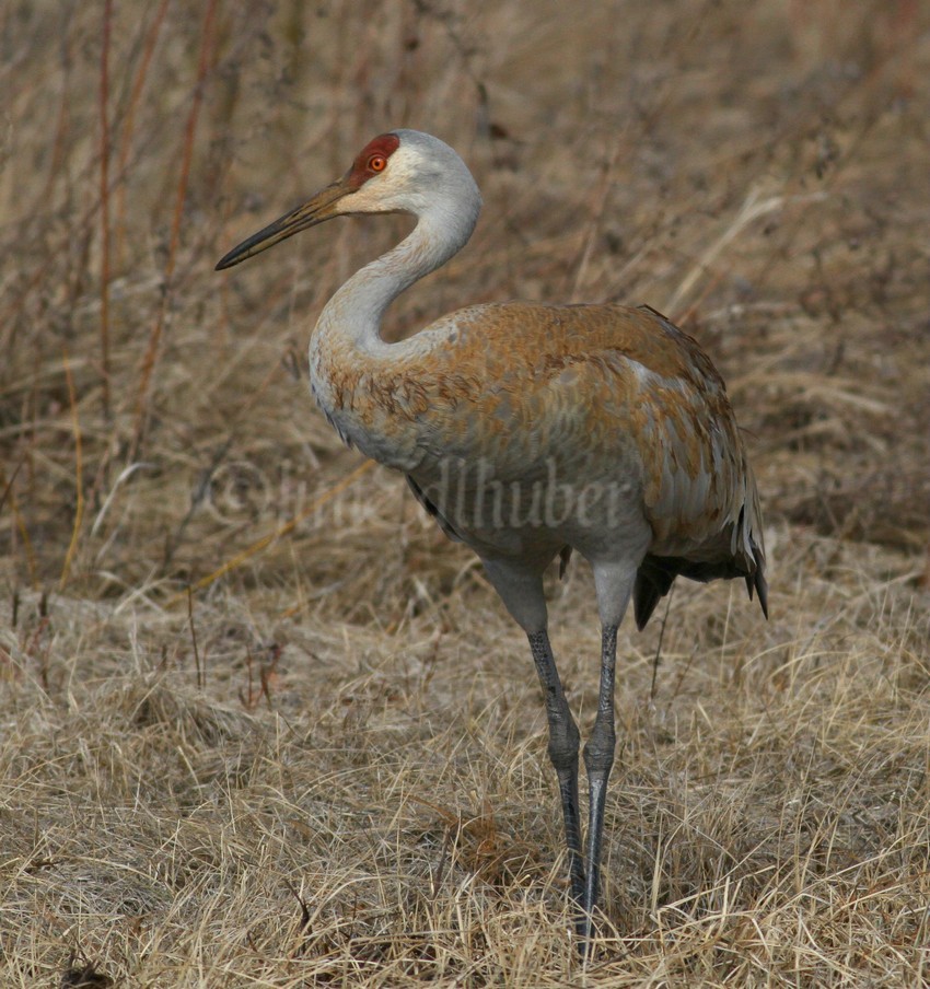 Painting and preening