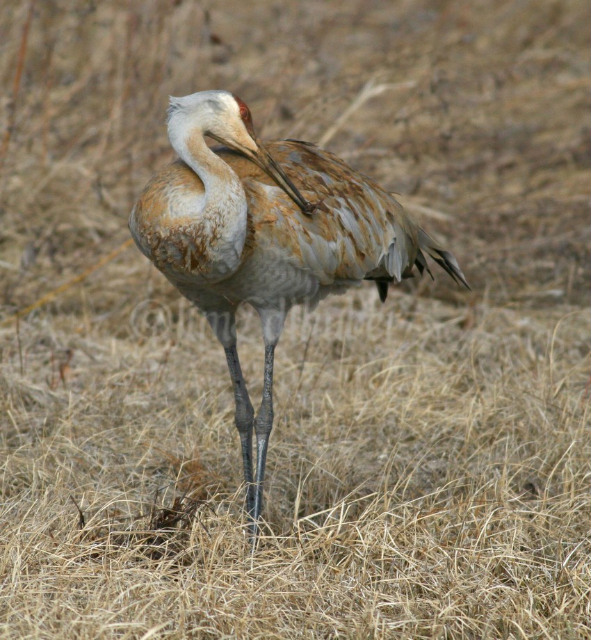 Painting and preening