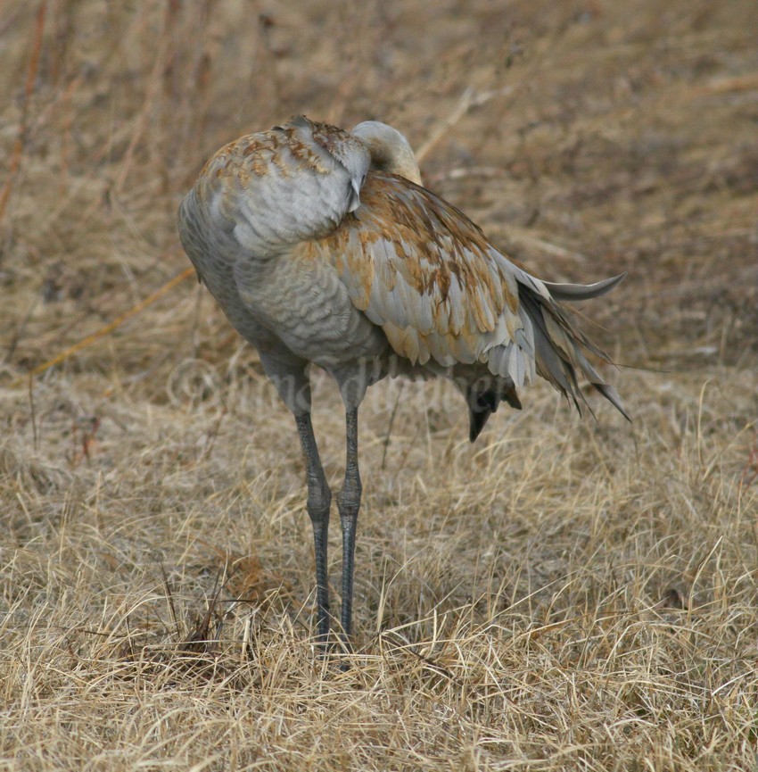 Painting and preening