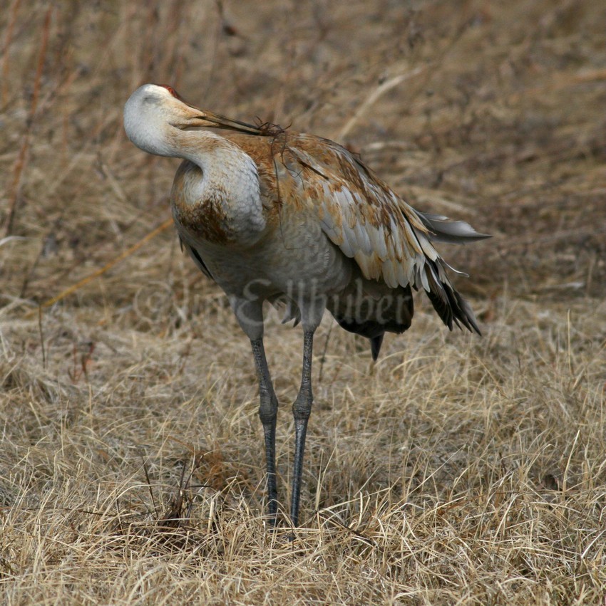 Painting and preening